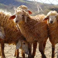 فروش انواع گوسفند و بز انجدان