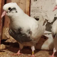 کبوتر شاپر|پرنده|چرداول, |دیوار