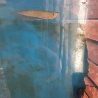 یک عدد ماهی آروانا