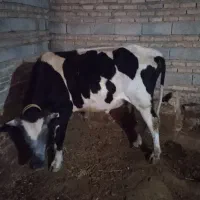 گاو نر سیمتال|حیوانات مزرعه|اهر, |دیوار