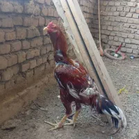 خروس لاری   قیمت  ۴ ملیون