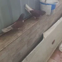 کفتر|پرنده|سیرجان, |دیوار