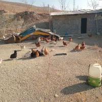 مرغ محلی تخمگذار