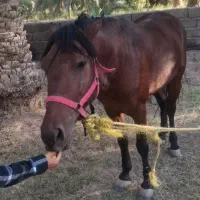 اسب نریون|اسب و تجهیزات اسبسواری|گنبکی, |دیوار