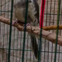 عروس هلندی ابلغ