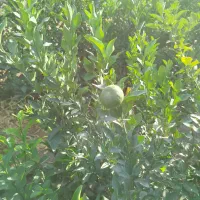نهال مرکبات جنوب