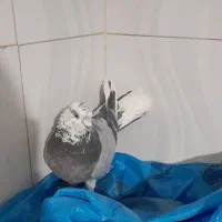 فروش ۴ عدد کبوتر|پرنده|خرمدره, |دیوار