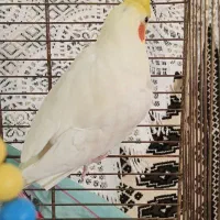 عروس هلندی سخنگو