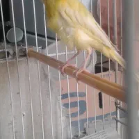 قناری ماده اماده