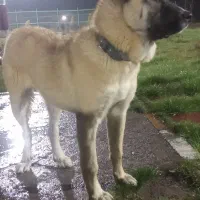 توله 7ماهه عراقی