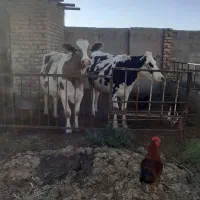 تلیسه ابستن