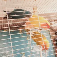 کتوله بالغ مولد نژاددارسالم انواع قفس نان خشک|پرنده|بیرجند, |دیوار