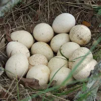 تخم اردک محلی و قوغاز تعداد محدود