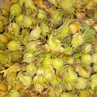 فندوق|خوردنی و آشامیدنی|کرج, حصارک بالا|دیوار