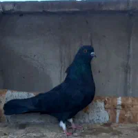 کفتر دوتا زاغ زغالی|پرنده|ری, سرتخت|دیوار