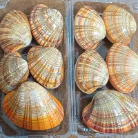 کلکسیون برای آکواریوم صدف های دریای عمان