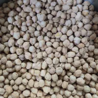 فروش حبوبات محلی نخود لوبیا کشت امسال