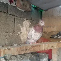 تعدادی کفتر نقش|پرنده|صباشهر, |دیوار