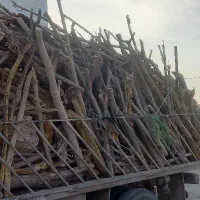 فروش چوب باغی
