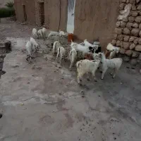 فروش فوری ۲۰ راس کهره گوشتی