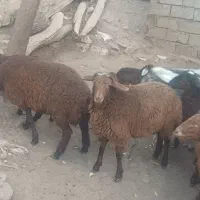 ۷راس بره دوبهر فروشی کیلویی|حیوانات مزرعه|کوراییم, |دیوار