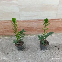 گل های آپارتمانی