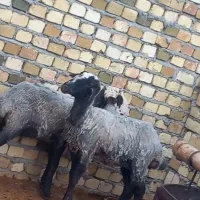 بره ماده شالی دوقلوزا پای قوچ
