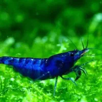 میگو شریمپ رنگی|ماهی|یزد, |دیوار