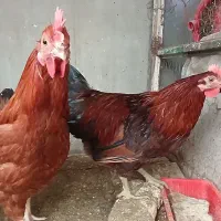 خروس محلی|حیوانات مزرعه|هشتگرد, هشتگرد قدیم|دیوار