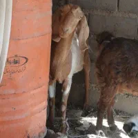 بز دوقلوزا آوست