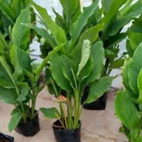 فروش ویژه پودر عسل زردچوبه تولید داخل|خوردنی و آشامیدنی|تهران, شهرک علم و فناوری|دیوار