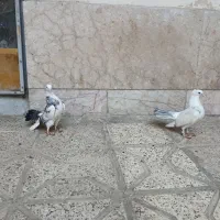 دم چتری انگلیسی|پرنده|مشهد, کارمندان دوم|دیوار