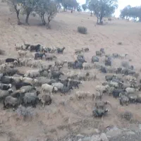 میش وبره ودوبور قوچ|حیوانات مزرعه|میانکوه, |دیوار