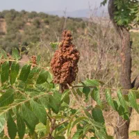 ریشە درخت سماق(ترش)