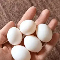 تخم کبوتر تازه