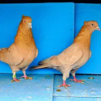 کفترببین لذت ببر