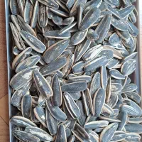 تخمه رژیمی اعلا بدون نمک
