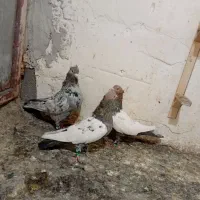 سینه سار سار کاکلی