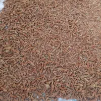 سماق قهوه ای