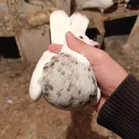 سه عدد کبوتر طوقی