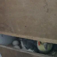 یک جفت عروس هلندی مولد و دو عدد جوجه 6ماهه|پرنده|فلاورجان, |دیوار