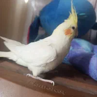 عروس هلندی لوتینو|پرنده|زابل, |دیوار