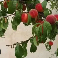 ویلا باغ نقلی 400مترزمین 60متربنا سند تک برگ|فروش خانه و ویلا|دماوند, دماوند|دیوار