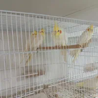 جوجه عروس هلندی