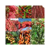 نهال زرشک بیدانه و عناب،خرمالوو..