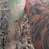 فرصت استثنایی برای دلالان وهمکاران نهال کار|خدمات باغبانی و درختکاری|گرگان, |دیوار