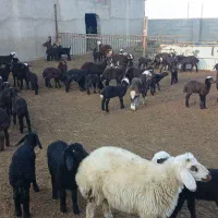 130راس گوسفند|حیوانات مزرعه|فرمهین, |دیوار