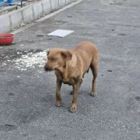 واگذاری سگ پیت