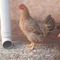 خریدار مرغ....