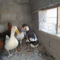 اردک تازه بالغ